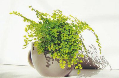 ​铁线蕨的特征是什么？