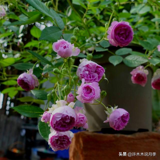 多季节开花不垂头的大花月季品种（50个浓香四溢的月季品种）(33)