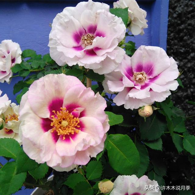 多季节开花不垂头的大花月季品种（50个浓香四溢的月季品种）(16)