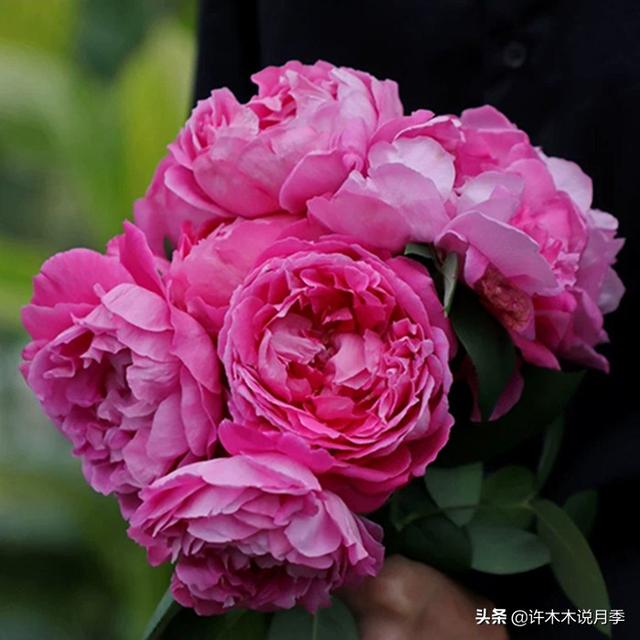 多季节开花不垂头的大花月季品种（50个浓香四溢的月季品种）(4)