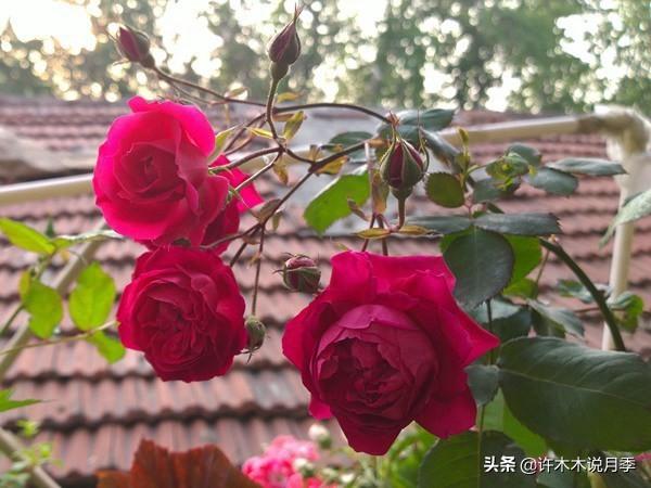 多季节开花不垂头的大花月季品种（50个浓香四溢的月季品种）(14)