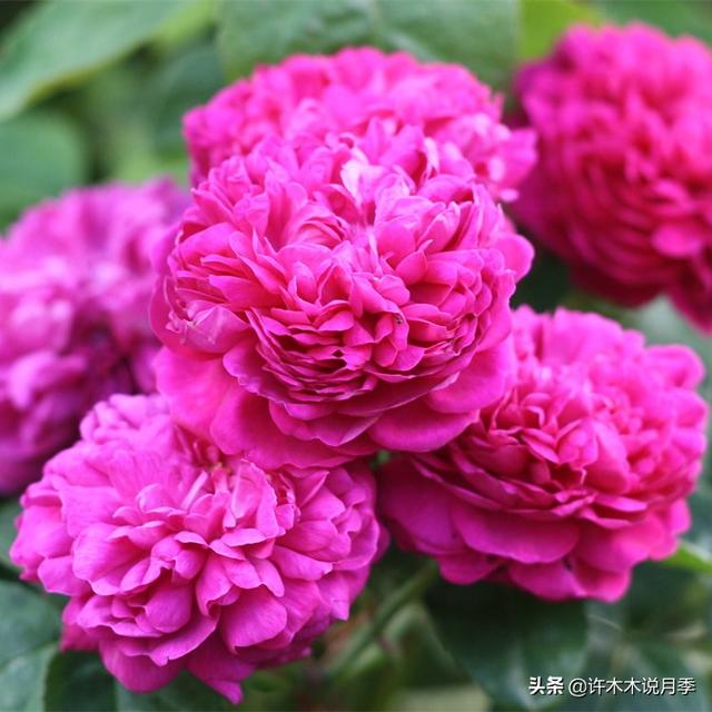 多季节开花不垂头的大花月季品种（50个浓香四溢的月季品种）(19)