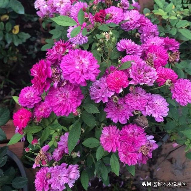 多季节开花不垂头的大花月季品种（50个浓香四溢的月季品种）(39)