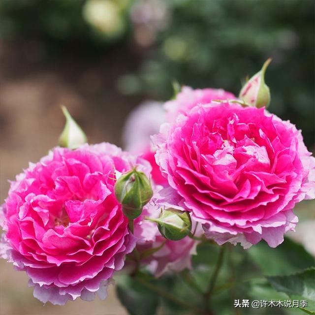 多季节开花不垂头的大花月季品种（50个浓香四溢的月季品种）(50)