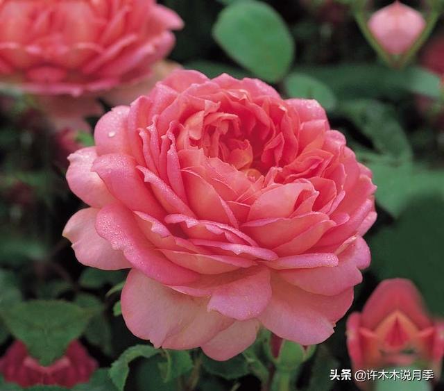 多季节开花不垂头的大花月季品种（50个浓香四溢的月季品种）(26)
