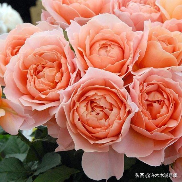 多季节开花不垂头的大花月季品种（50个浓香四溢的月季品种）(25)