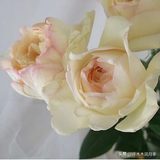 多季节开花不垂头的大花月季品种（50个浓香四溢的月季品种）(24)