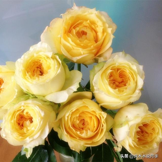 多季节开花不垂头的大花月季品种（50个浓香四溢的月季品种）(5)