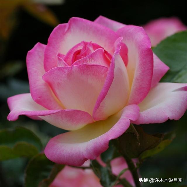 多季节开花不垂头的大花月季品种（50个浓香四溢的月季品种）(11)