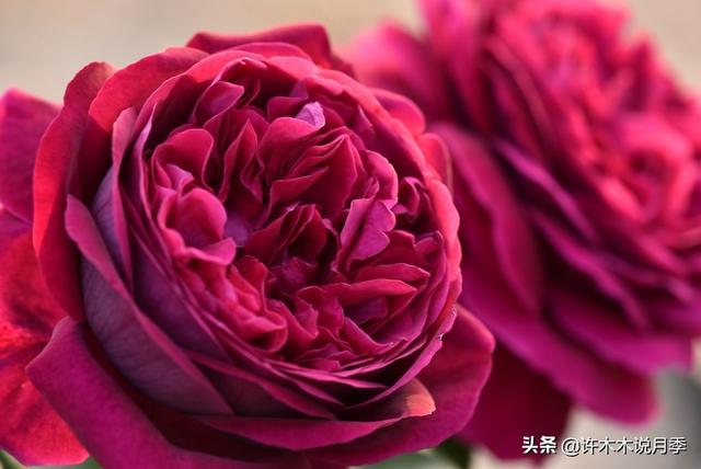 多季节开花不垂头的大花月季品种（50个浓香四溢的月季品种）(8)