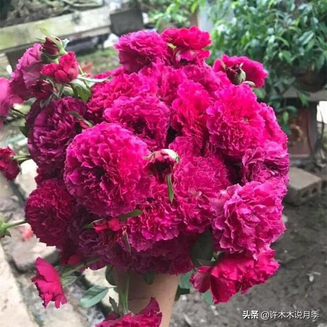 多季节开花不垂头的大花月季品种（50个浓香四溢的月季品种）(13)