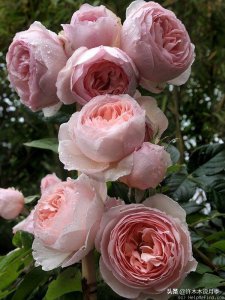 ​多季节开花不垂头的大花月季品种（50个浓香四溢的月季品种）
