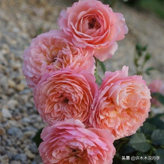 多季节开花不垂头的大花月季品种（50个浓香四溢的月季品种）(41)