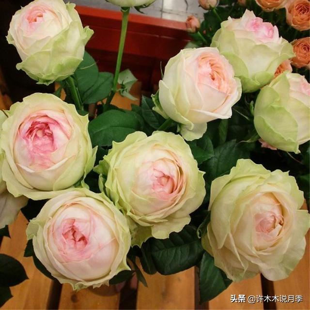 多季节开花不垂头的大花月季品种（50个浓香四溢的月季品种）(46)