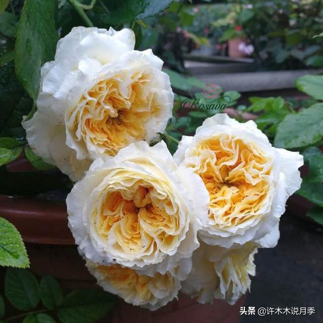 多季节开花不垂头的大花月季品种（50个浓香四溢的月季品种）(37)