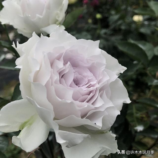 多季节开花不垂头的大花月季品种（50个浓香四溢的月季品种）(9)