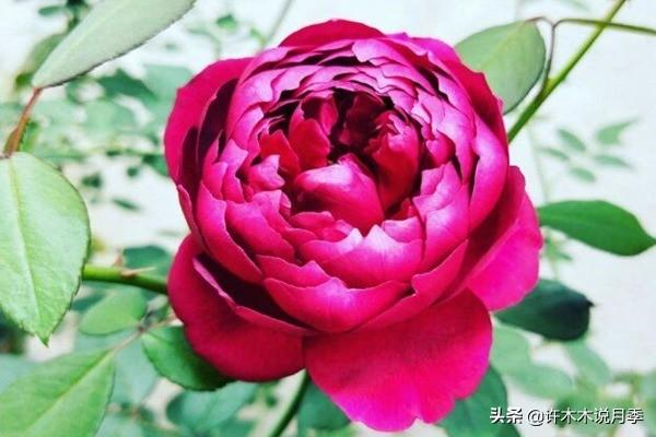 多季节开花不垂头的大花月季品种（50个浓香四溢的月季品种）(12)