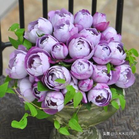 多季节开花不垂头的大花月季品种（50个浓香四溢的月季品种）(38)