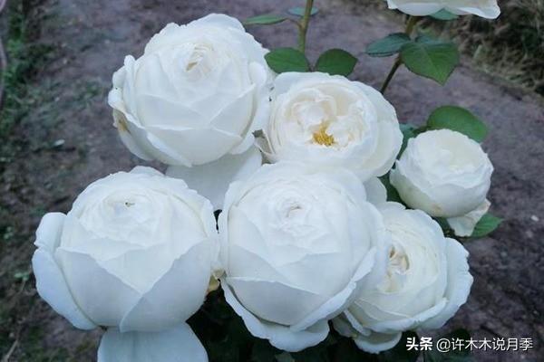 多季节开花不垂头的大花月季品种（50个浓香四溢的月季品种）(20)