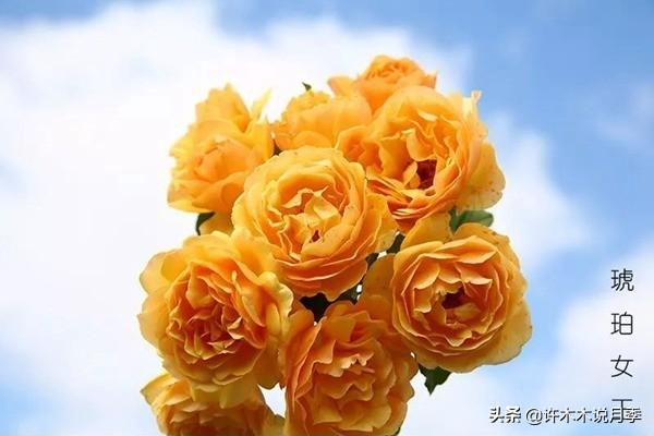 多季节开花不垂头的大花月季品种（50个浓香四溢的月季品种）(47)