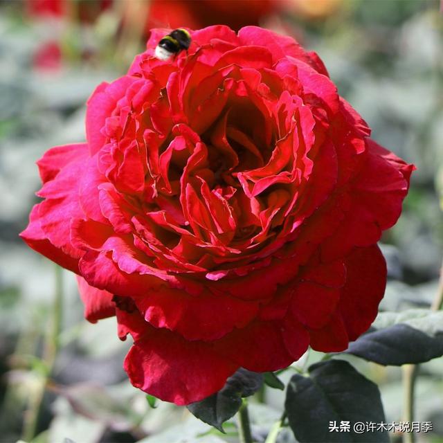 多季节开花不垂头的大花月季品种（50个浓香四溢的月季品种）(36)
