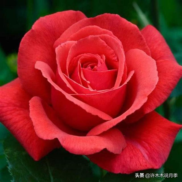 多季节开花不垂头的大花月季品种（50个浓香四溢的月季品种）(29)