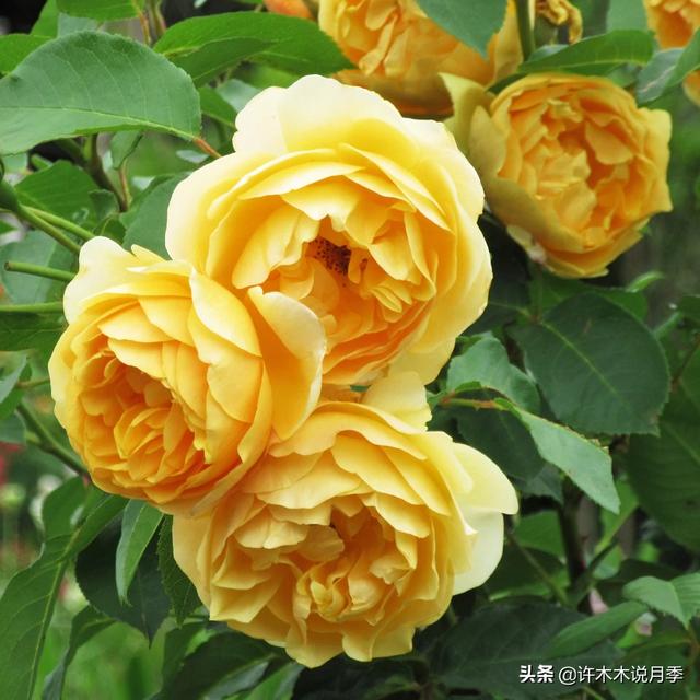 多季节开花不垂头的大花月季品种（50个浓香四溢的月季品种）(35)