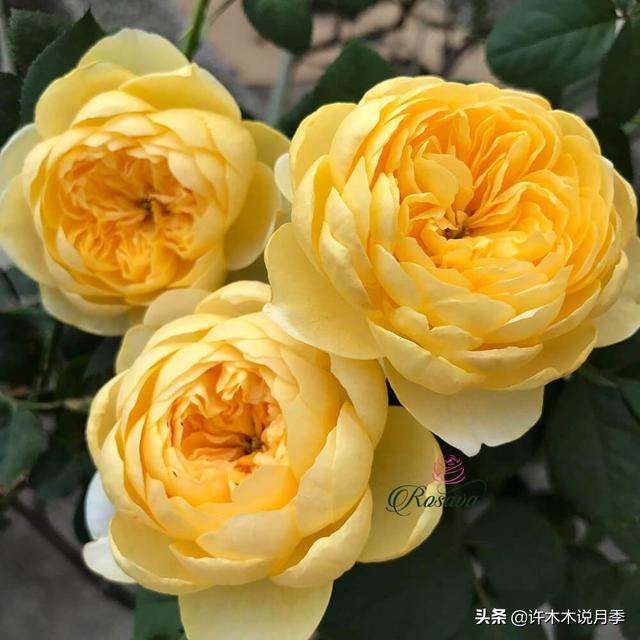 多季节开花不垂头的大花月季品种（50个浓香四溢的月季品种）(28)