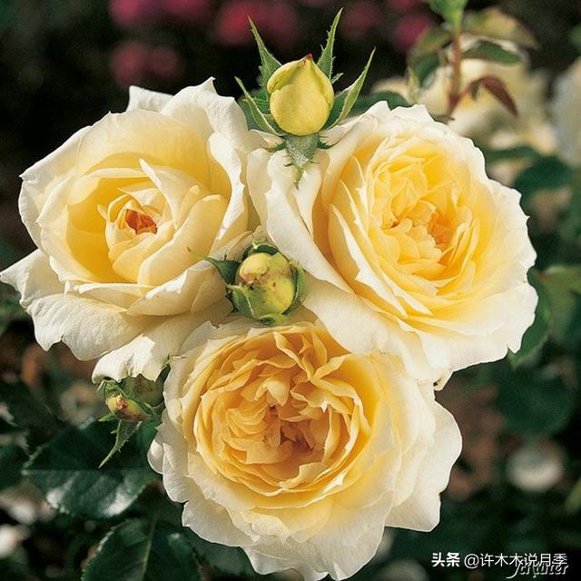 多季节开花不垂头的大花月季品种（50个浓香四溢的月季品种）(42)