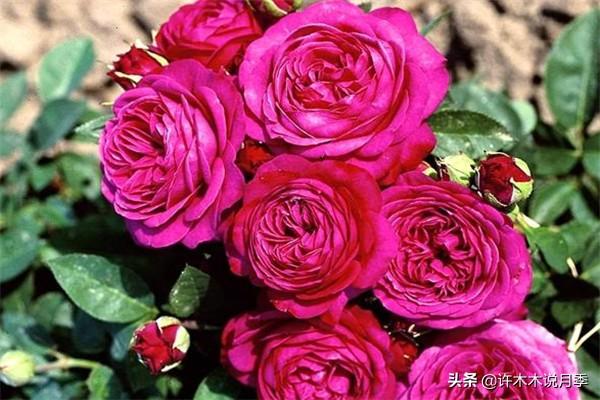 多季节开花不垂头的大花月季品种（50个浓香四溢的月季品种）(48)