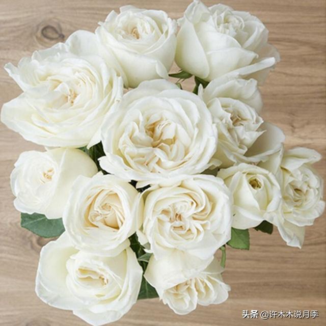多季节开花不垂头的大花月季品种（50个浓香四溢的月季品种）(22)