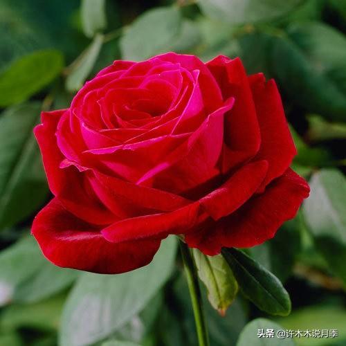 多季节开花不垂头的大花月季品种（50个浓香四溢的月季品种）(27)