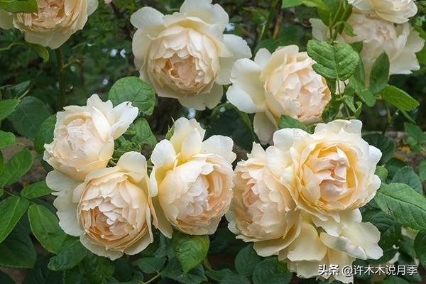 多季节开花不垂头的大花月季品种（50个浓香四溢的月季品种）(10)
