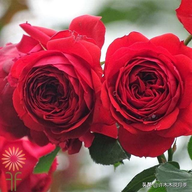 多季节开花不垂头的大花月季品种（50个浓香四溢的月季品种）(21)