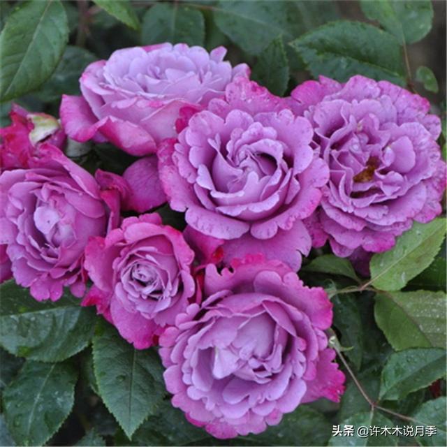 多季节开花不垂头的大花月季品种（50个浓香四溢的月季品种）(34)