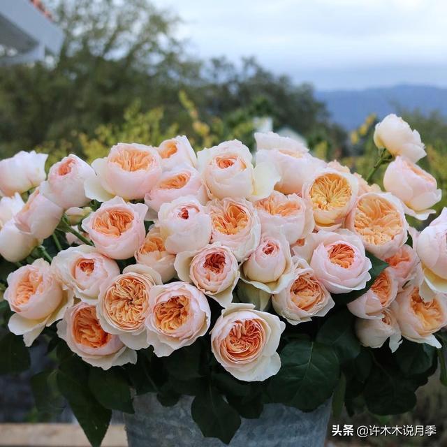 多季节开花不垂头的大花月季品种（50个浓香四溢的月季品种）(3)