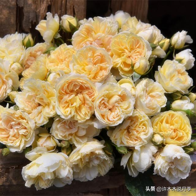 多季节开花不垂头的大花月季品种（50个浓香四溢的月季品种）(18)