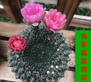 从小不识月出自李白哪首诗