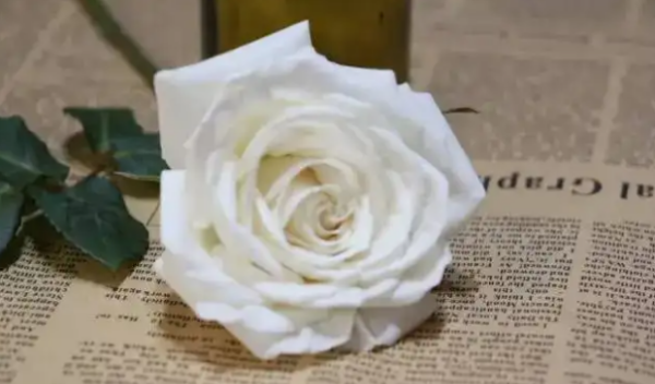 白玫瑰代表什么,白色的玫瑰花是代表什么意思图2