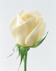 ​白玫瑰代表什么,白色的玫瑰花是代表什么意思