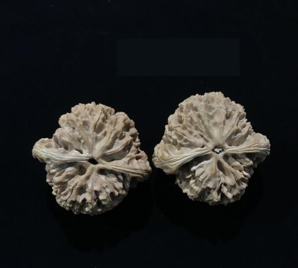 文玩核桃盘黑了能恢复,文玩桃核发黑怎么处理呢?图3