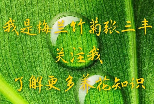 树叶画怎么保存不会干枯，栀子新买的上盆后叶子都枯萎了，但枝还透绿，一个月了，怎么办？图4