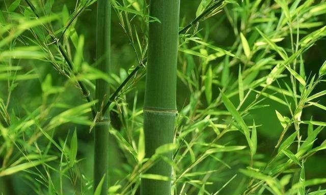 树叶画怎么保存不会干枯，栀子新买的上盆后叶子都枯萎了，但枝还透绿，一个月了，怎么办？图5