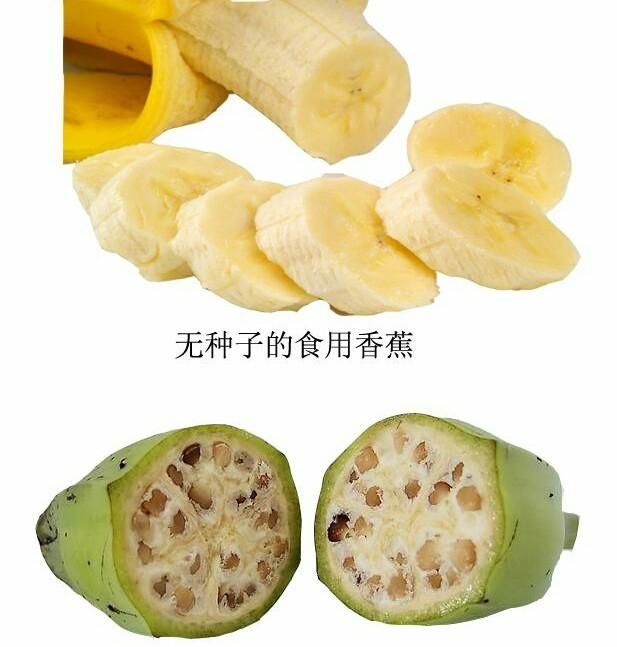 香蕉有没有种子，香蕉为什么没有籽，是怎样种出来的？图5
