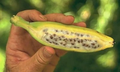 ​香蕉有没有种子，香蕉为什么没有籽，是怎样种出来的？