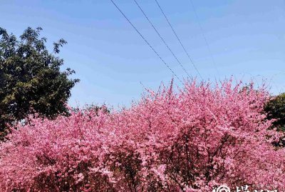 ​照母山梅花在哪个位置，照母山森林公园哪里好玩？