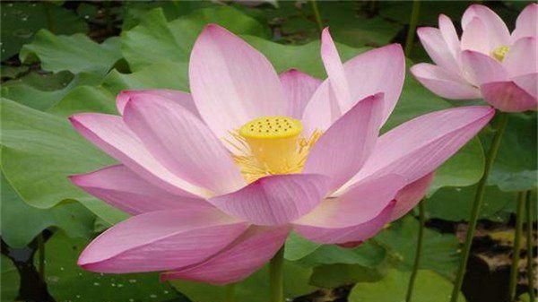 荷花莲花有什么区别是什么香烟