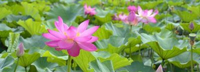 ​荷花莲花有什么区别是什么,荷花和莲花有什么区别
