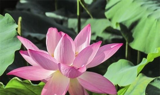 荷花莲花有什么区别是什么,荷花和莲花有什么区别图3