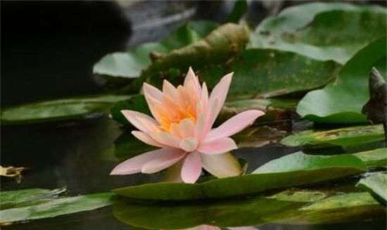 荷花莲花有什么区别是什么,荷花和莲花有什么区别图2